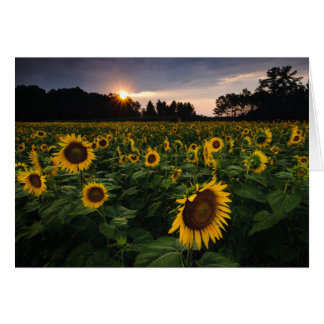 Flor de la puesta del sol