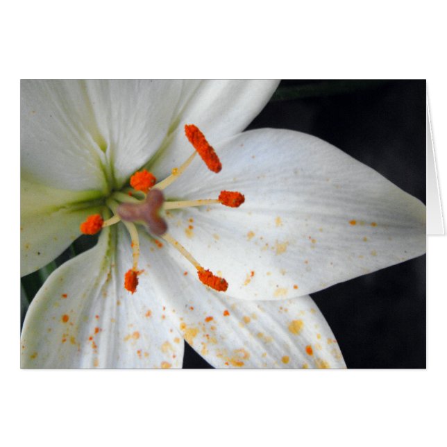 flor de lirio blanca (Anverso (Horizontal))