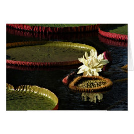 Flor de lirio de agua blanca cremosa y toallas de 