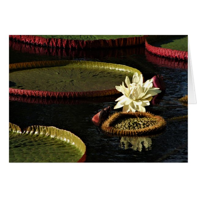 Flor de lirio de agua blanca cremosa y toallas de  (Anverso (Horizontal))