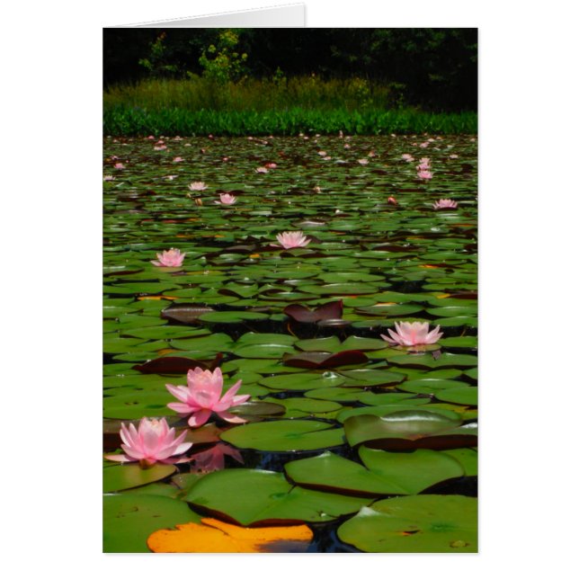 Flor de lirio de agua de loto rosa (Frente)