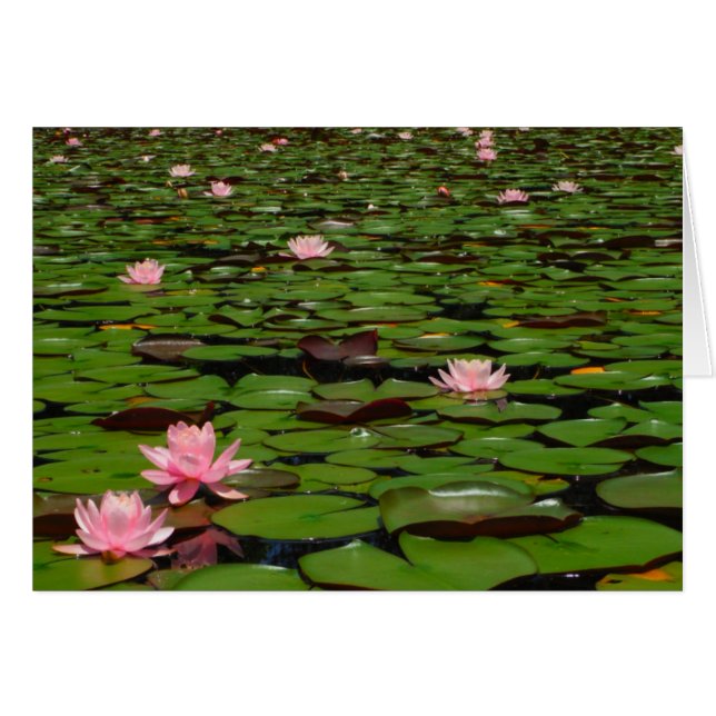 Flor de lirio de agua de loto rosa (Anverso (Horizontal))