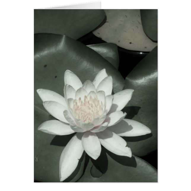 flor de lirio de agua rosa claro blanco (Frente)
