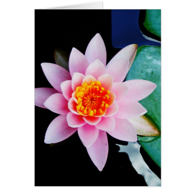 Flor de lirio de agua rosada y naranja caliente (Frente)