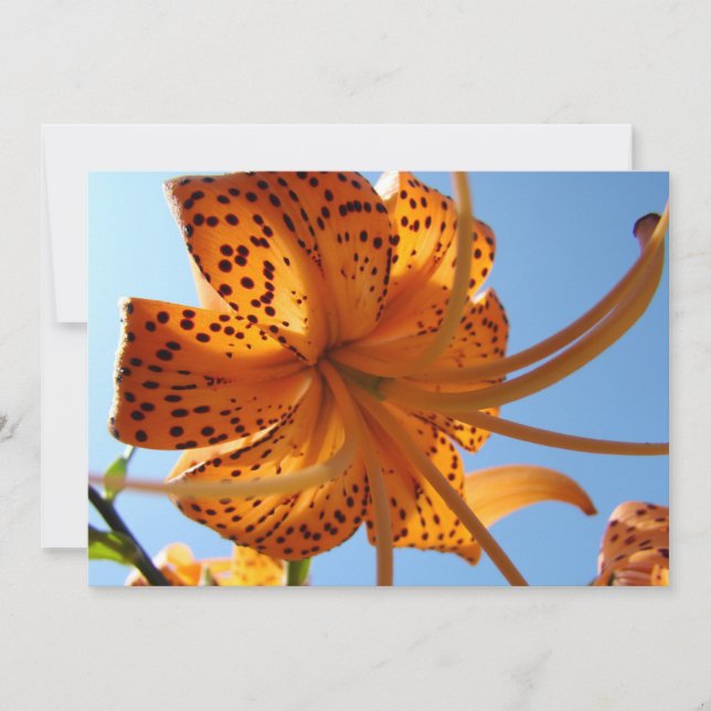 FLOR DE LIRIO Invitaciones Tarjetas Lirios Fiestas (Anverso)
