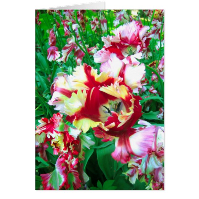 Flor de los tulipanes (Frente)