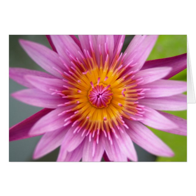 flor de loto (Anverso (Horizontal))