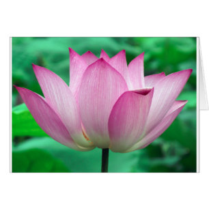 flor de loto