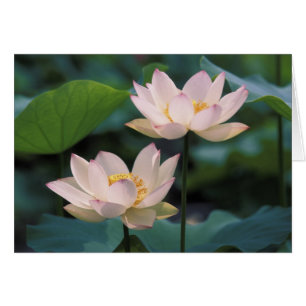 Flor de loto en flor, China
