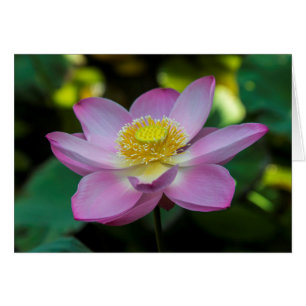 Flor de loto florecida, Indonesia