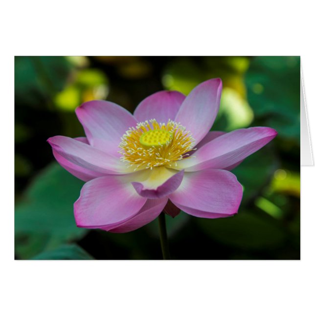 Flor de loto florecida, Indonesia (Anverso (Horizontal))