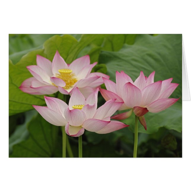 Flor de loto, Nelumbo nucifera, China 2 (Anverso (Horizontal))