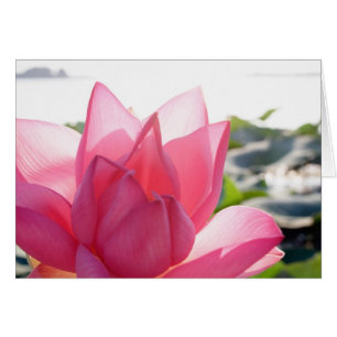 flor de loto [Nelumbo speciosum] en plena floració