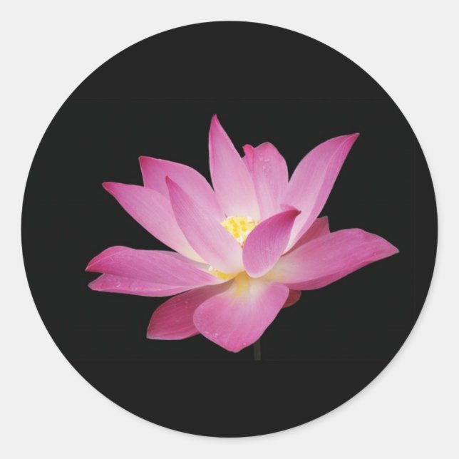 Flor de loto rosa caliente sobre Pegatina de fondo (Anverso)