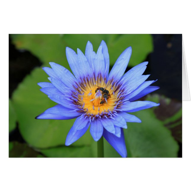 Flor de Lotus (Anverso (Horizontal))