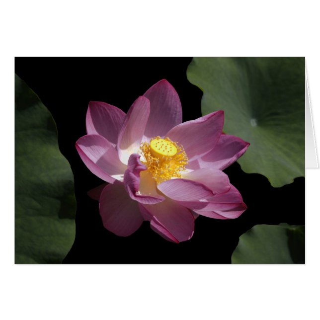 Flor de Lotus china (Anverso (Horizontal))