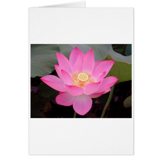 Flor De Lotus Rosa En Bloom (Frente)
