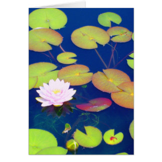 Flor de Lotus rosada que flota con los cojines de