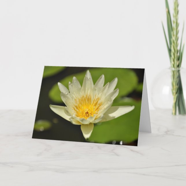Flor de Lotus - Tarjetas de saludo con lirio de ag (Anverso)