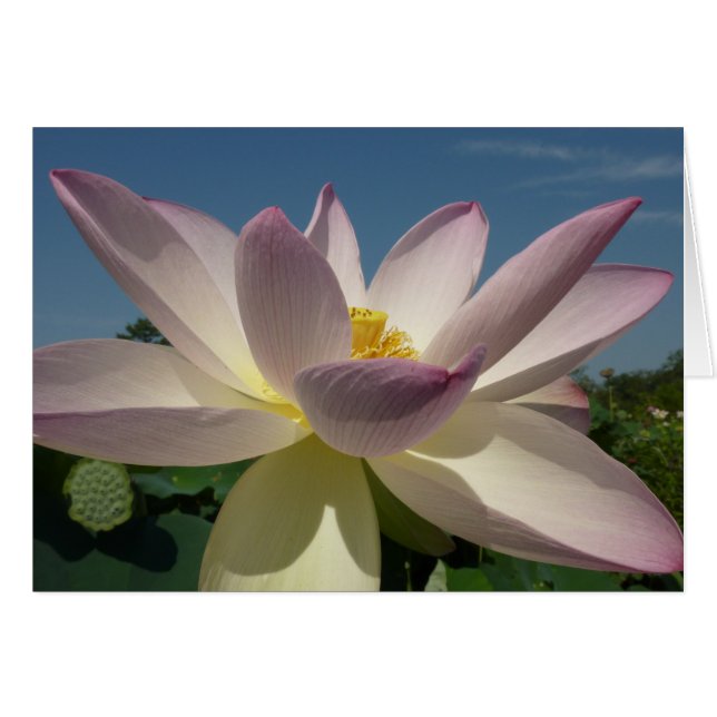 Flor de Lotus y cielo azul I (Anverso (Horizontal))