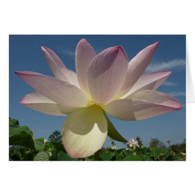Flor de Lotus y cielo azul II (Anverso (Horizontal))