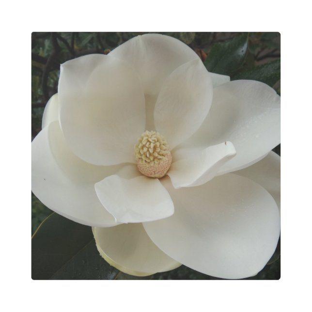Flor de Magnolia 16"x16" Arte Metalizado (Anverso)