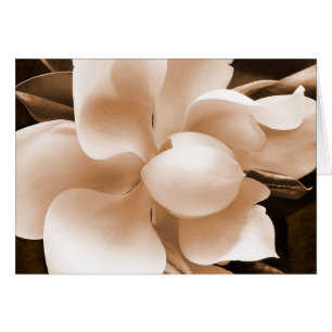 Flor de Magnolia blanca Sepia fondo negro
