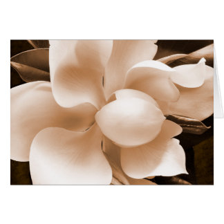 Flor de Magnolia blanca Sepia fondo negro
