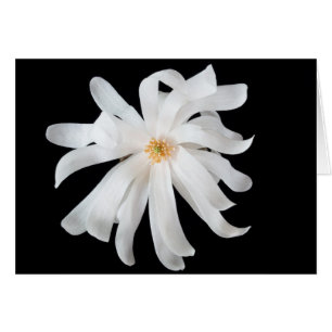 Flor de Magnolia sobre Negro