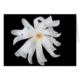 Flor de Magnolia sobre Negro
