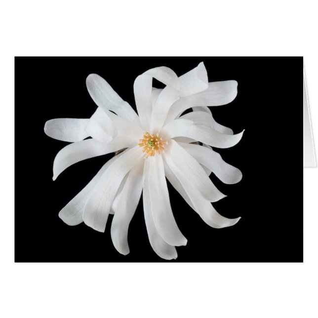 Flor de Magnolia sobre Negro (Anverso (Horizontal))