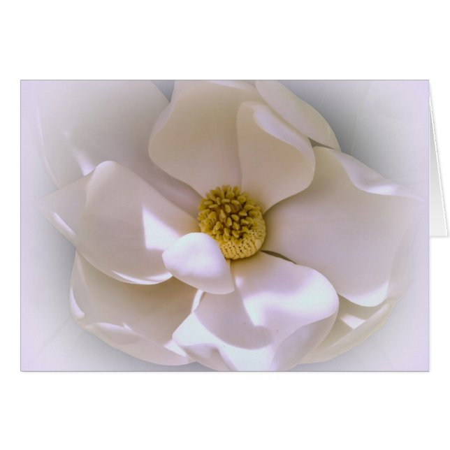 Flor de magnolia tropical blanca en flor (Anverso (Horizontal))