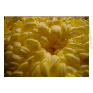 Flor de mantequilla
