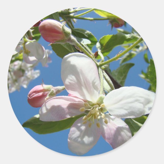 FLOR DE MANZANO PEGATINAS HOJAS DE PEGATINAS Regal (Anverso)