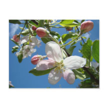 FLOR DE MANZANO Tarjetas Postales de Primavera