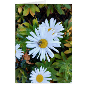 Flor de margarita blanca con una tarjeta en blanco