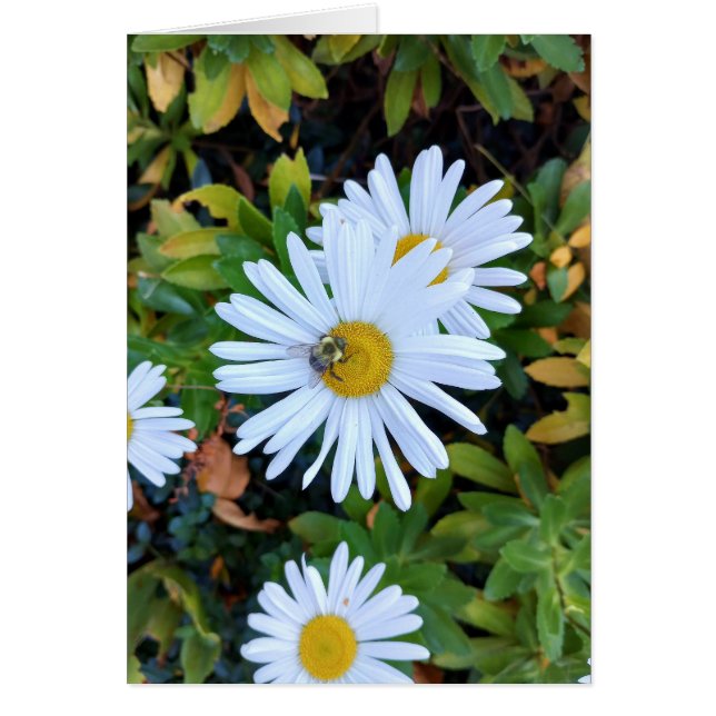 Flor de margarita blanca con una tarjeta en blanco (Frente)