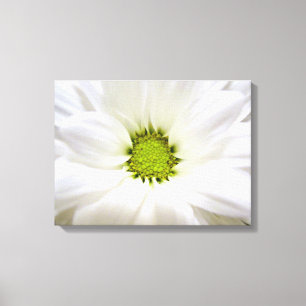 Flor de margarita blanca pura. Fotos de arte en ca