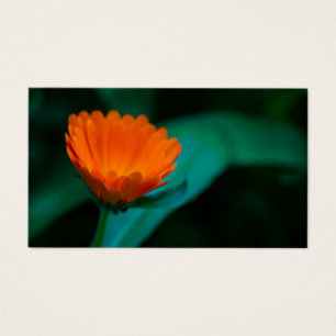 flor de margarita naranja