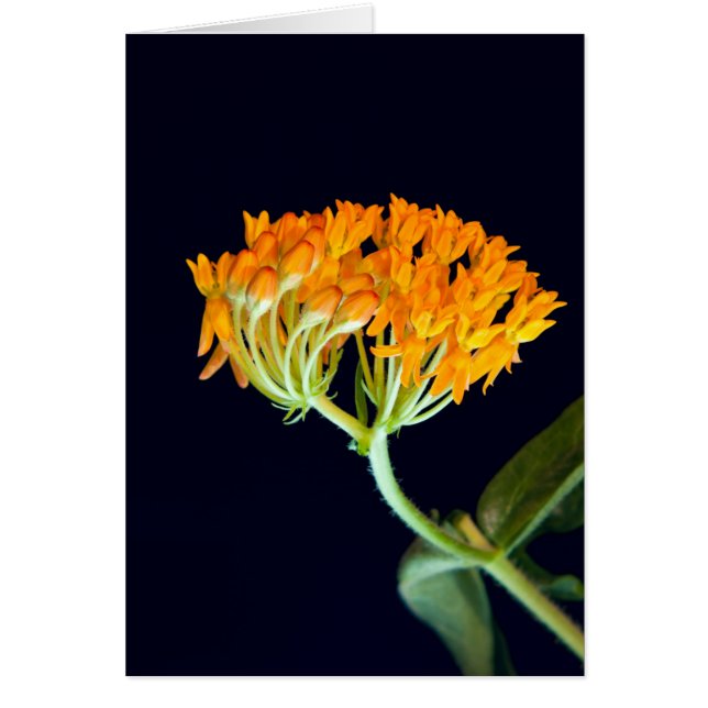 Flor de mariposa Milkweed (Frente)
