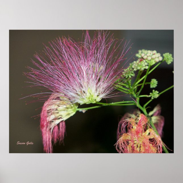 Flor de Mimosa Rosa con Foto Póster Marrón (Frente)