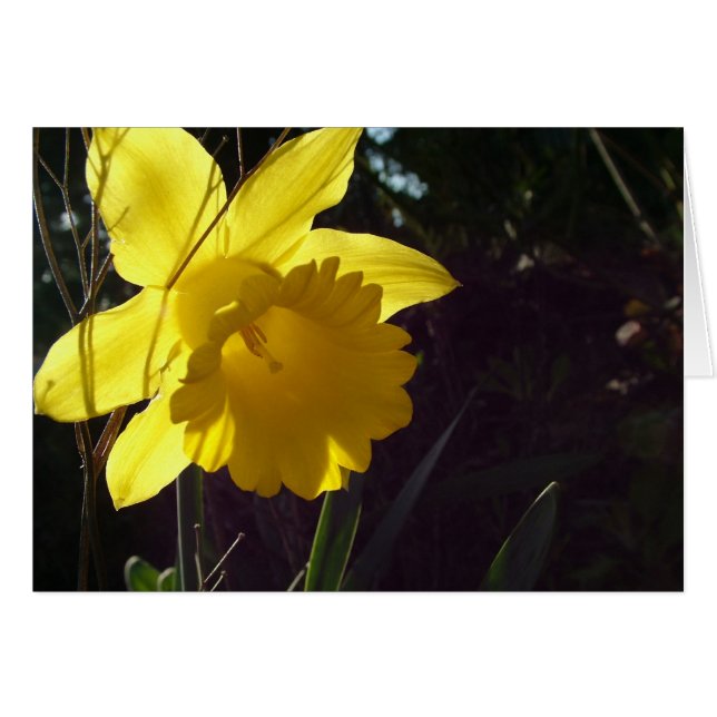 flor de narciso amarillo en la luz del sol (Anverso (Horizontal))