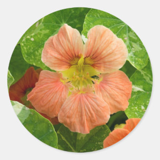 Flor de nasturcio de color rosa - Hoja Pegatina