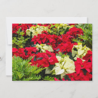 Flor de Navidad roja Poinsettia