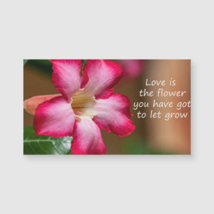 Flor de Obesum Adenium rosa (también conocida como