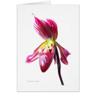 Flor de orquídea pantufla contra espalda blanca