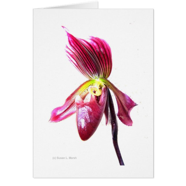 Flor de orquídea pantufla contra espalda blanca (Frente)