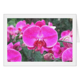 Flor de orquídea rosa, fotografía floral