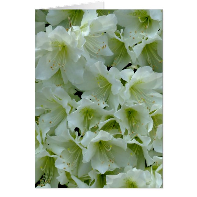 Flor de parche de Azalea blanca (Frente)