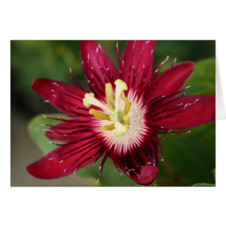 Flor de pasión